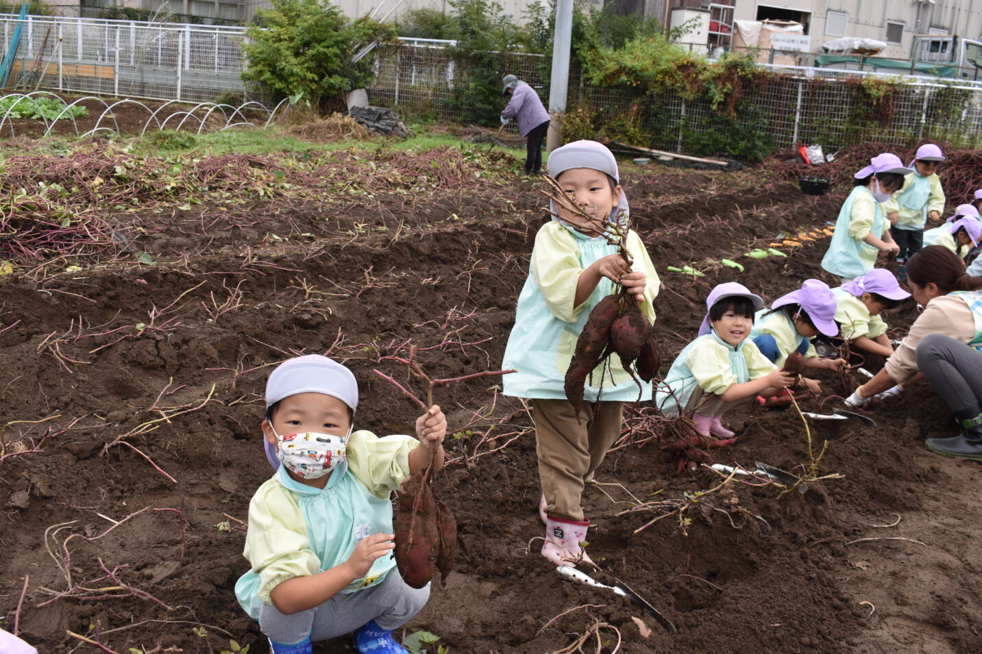 お芋掘り