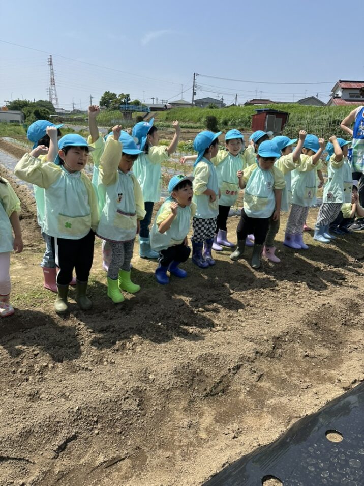 いも苗植え　＊年長組＊